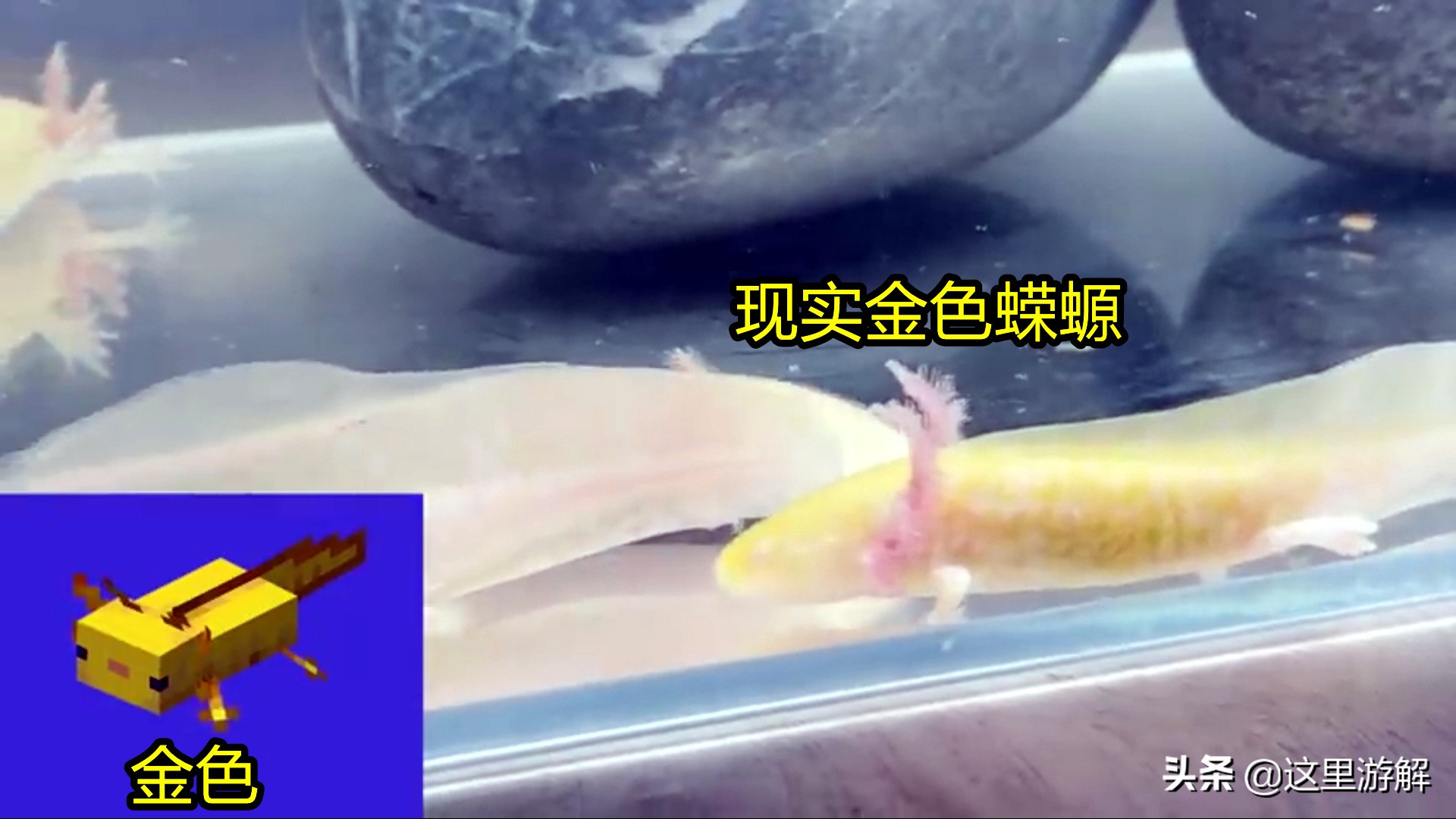 我的世界蝾螈在水里消失了,我的世界真实的蝾螈模组