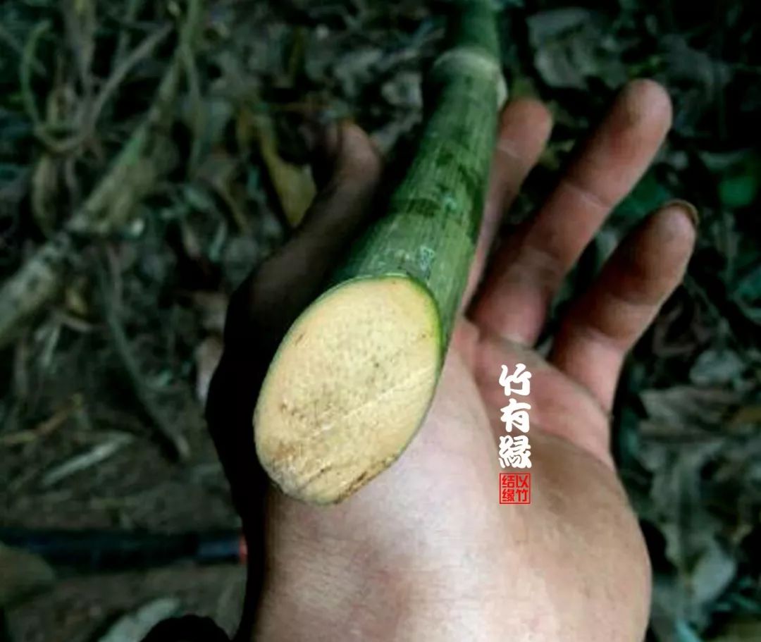 竹子本来就是空心的,竹子本就是空心的