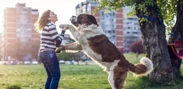 养狗新手必备狗狗用品,养狗干货