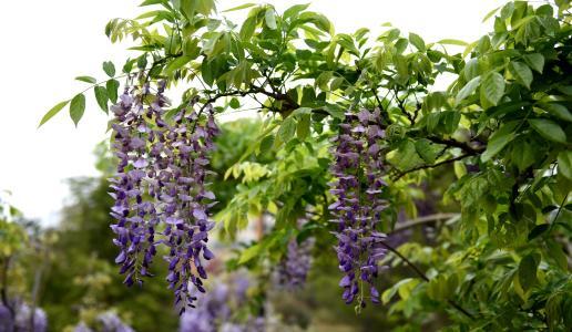 喜欢养花，就养一株紫藤，花美藤也美，一片浪漫的粉紫色太美了
