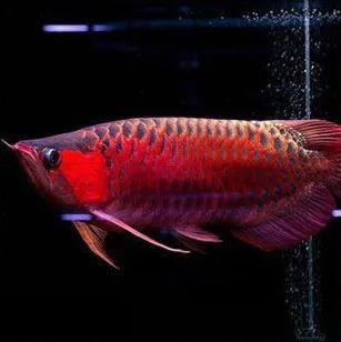 红龙鱼怎么看好的品种,如何挑选真正的红龙鱼