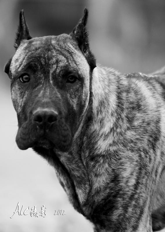 加纳利犬打架,加纳利犬伤人最多的犬