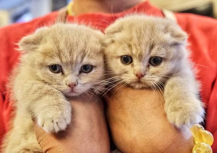 2019宠物排名,2022宠物排行榜