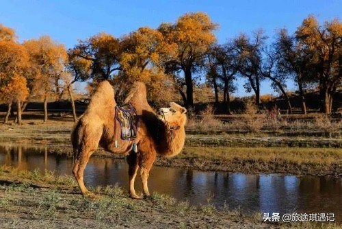 从阿拉尔到塔克拉玛干,从库尔勒去和田的最佳沙漠公路