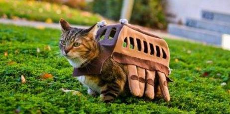 带猫咪长途自驾游回家准备什么,带猫咪回老家开车要准备什么