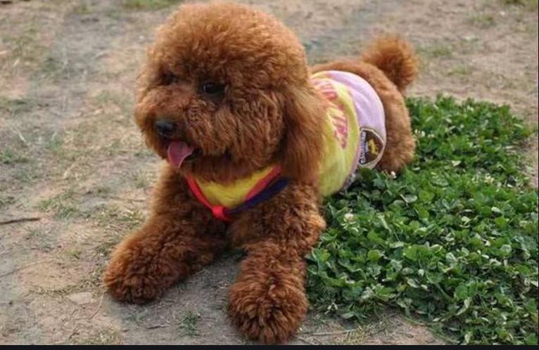 泰迪狗流眼泪吃什么,泰迪狗流清水鼻涕怎么治疗