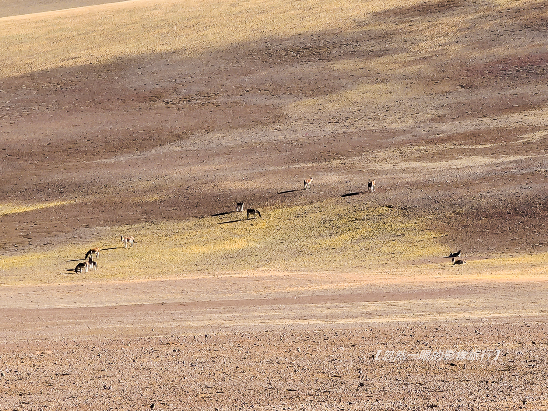 阿里无人区野狼出没,阿里无人区狐狸