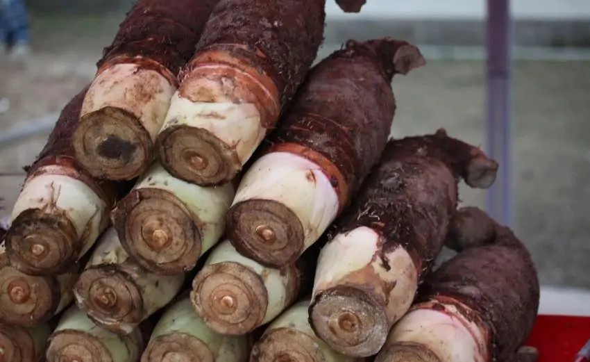 芋头好吃的品种,芋头好吃排行