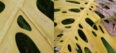 nova9pro和hinova9pro,华为nova9pro快速上手