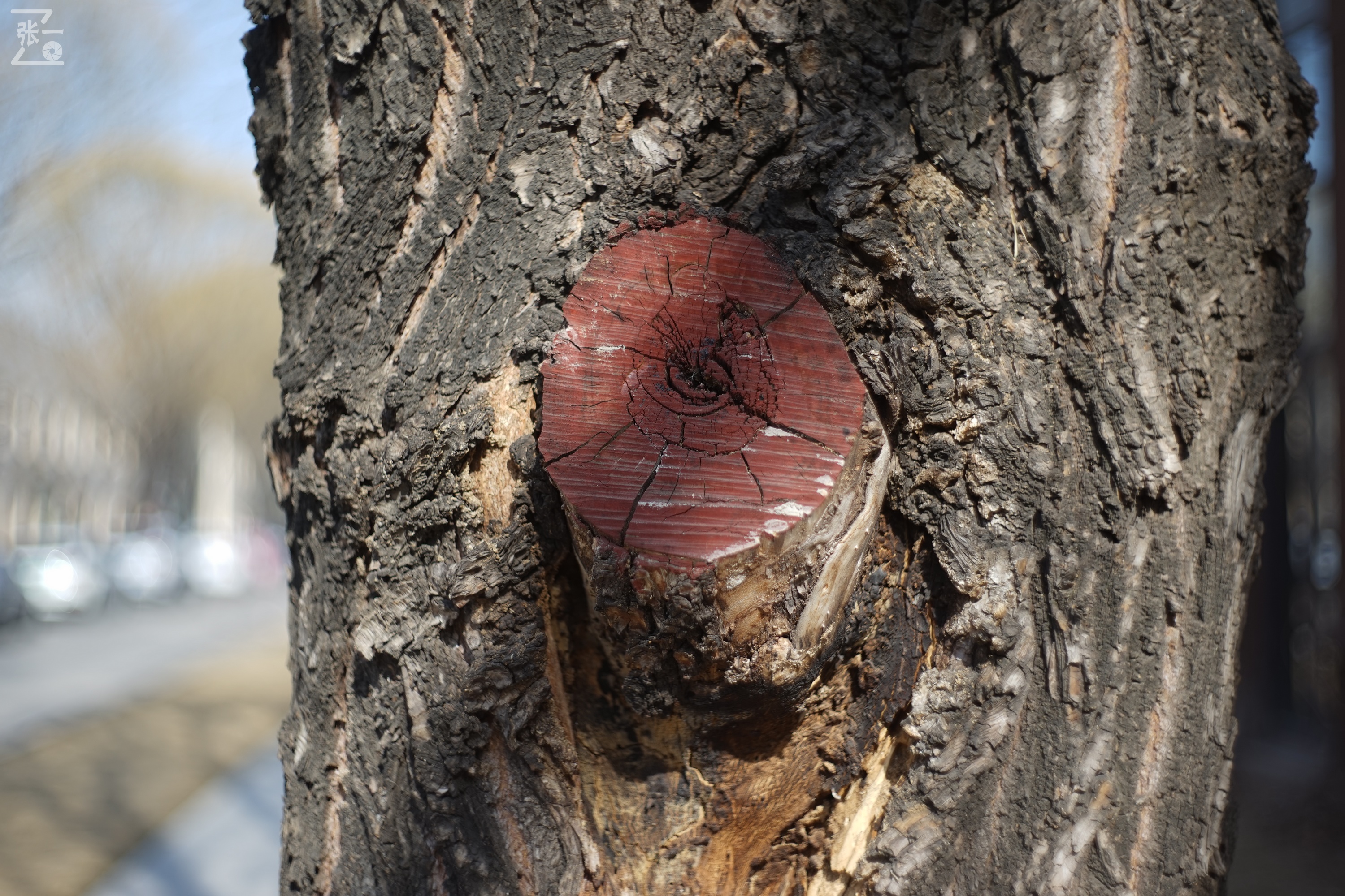 日本进口雅西卡胶卷相机,雅西卡135相机