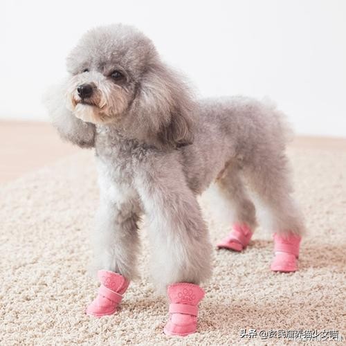 宠物口罩疫情,疫情期间宠物口罩