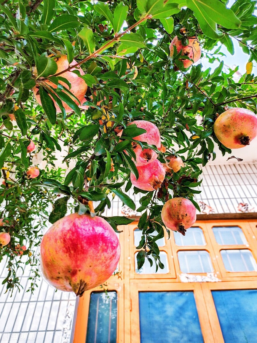 盆栽观果植物有哪些,观果植物具备哪些特征