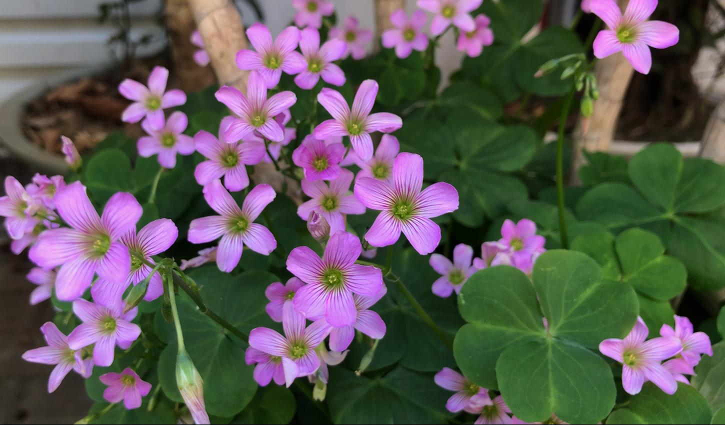 铜锤草别名大全,中药材铜锤草