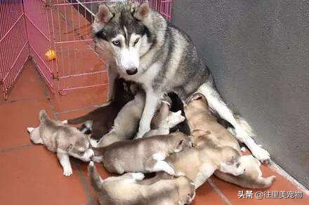 二哈哈士奇幼犬怎么养,二哈和哈士奇的区别视频讲解大全