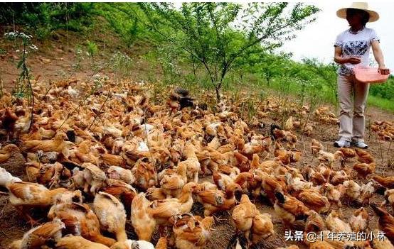 鸡消化不良、嗉囊胀气怎么治？喂上这个两天搞定