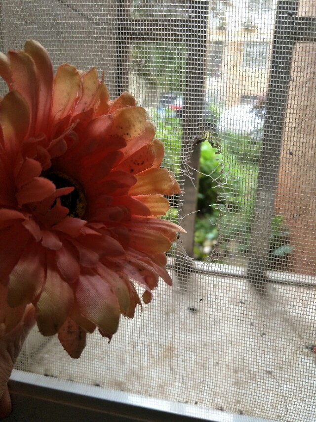 纱窗破了的小洞怎么样补比较美观,纱窗破了修补的妙招