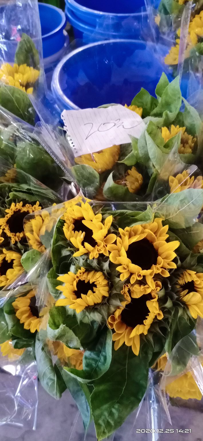 逛岭南花卉市场攻略,岭南芳村花卉批发市场游玩的美文