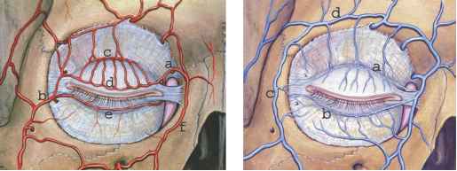 宝宝眼皮发黑什么原因,宝宝黑眼圈边缘有白边是怎么回事