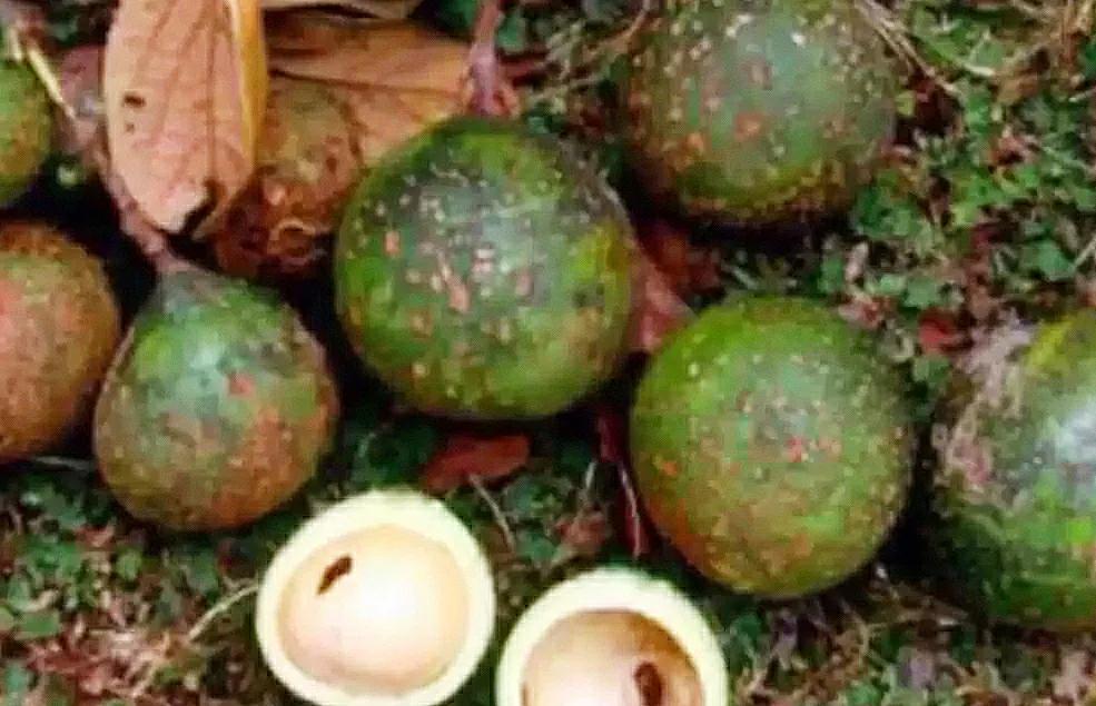 各种蔬菜水果祖先的样子,各种蔬菜祖先