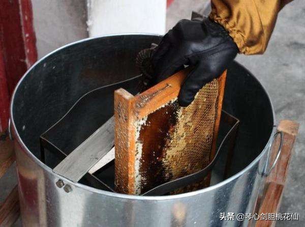 什么时候采收蜂蜜最好,采蜜期如何让蜜蜂高产