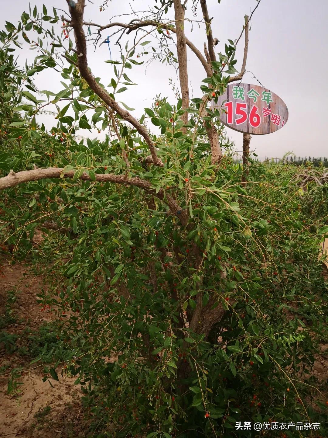 中宁原产地枸杞品质如何,中宁枸杞官方认证品牌
