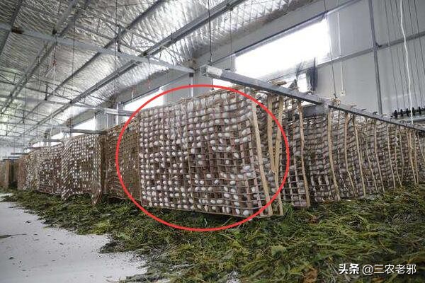 蚕茧如何增重,如何提高蚕簇利用率