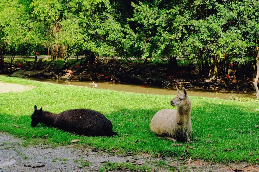 广州长隆最省钱玩法,最实惠广州长隆攻略