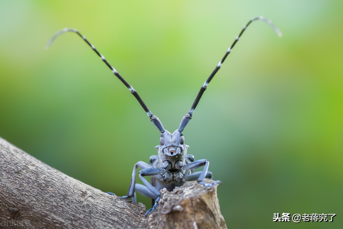 童年里的玩虫记忆2：看过天牛“钓鱼”比赛吗？