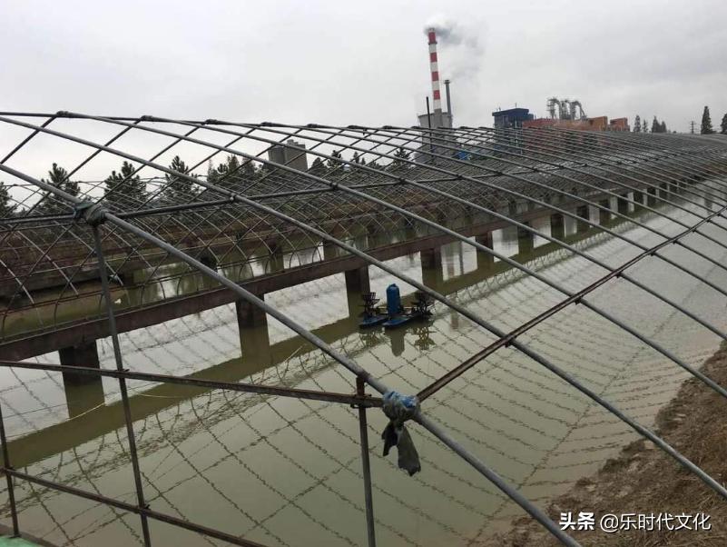 温室甲鱼的养殖方法与技术,为什么养甲鱼不养乌龟