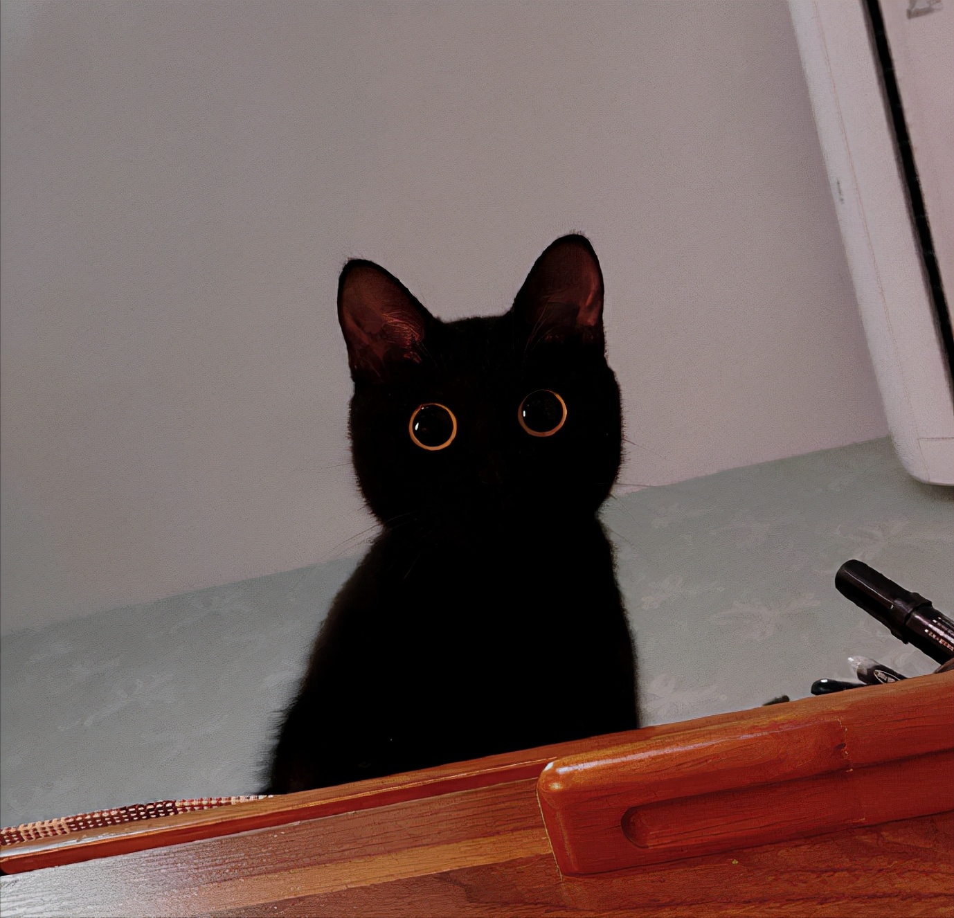 黑猫真的不建议养吗,黑猫到底能不能养