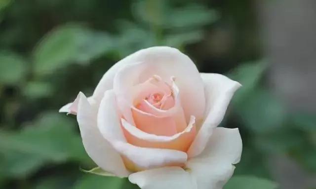 每天学习一点点——100种玫瑰品种科普