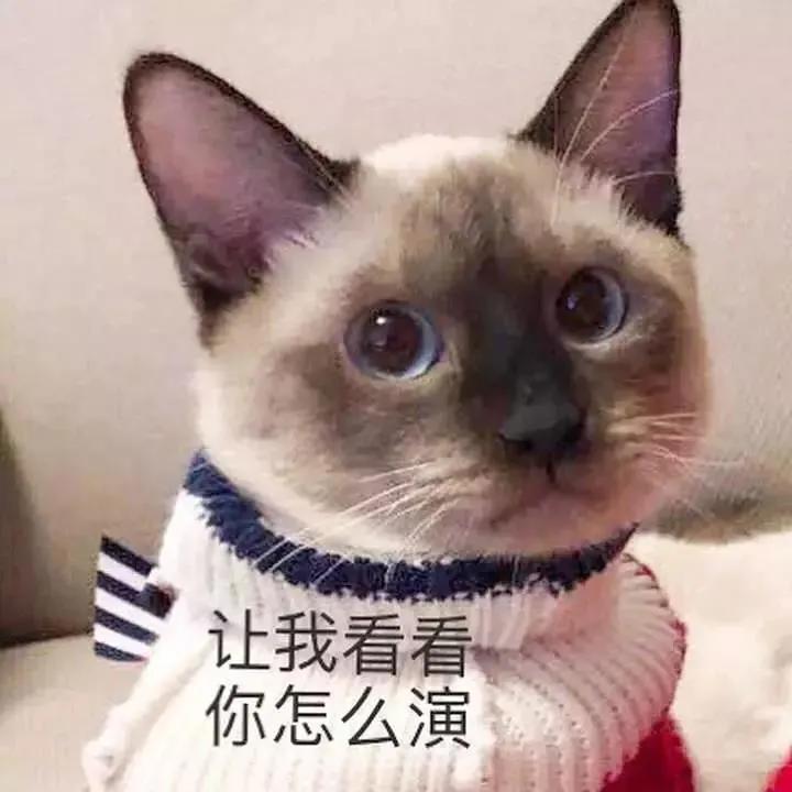 猫咪尿血需要怎么治疗,猫咪尿血有什么治疗方法