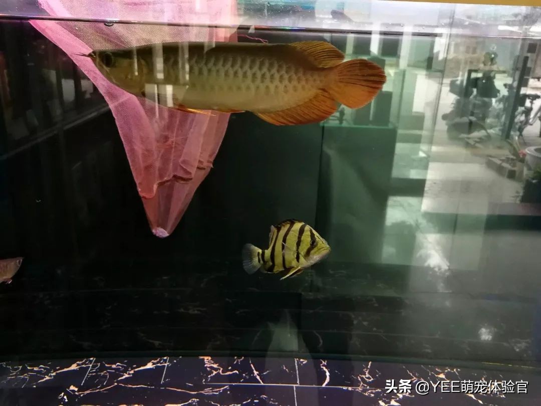 泰北虎养不活,泰北虎鱼为什么一直在缸底