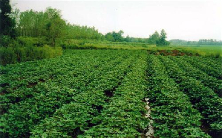红薯栽后多少天进入膨大期,夏季秧苗下雨应该怎样管理