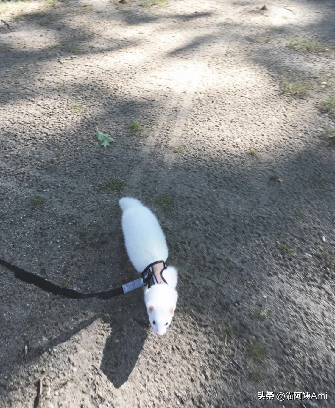 养只雪狐当宠物,宠物雪貂怎么养