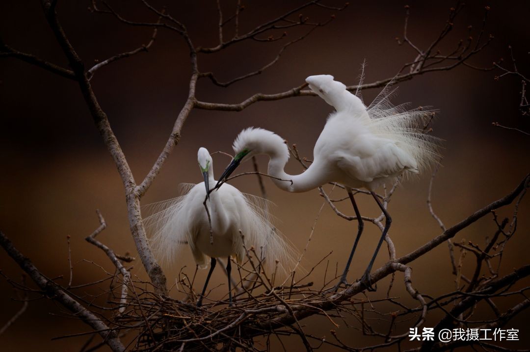 第16届国际摄影艺术展获奖作品,第29届全国摄影艺术展览作品集