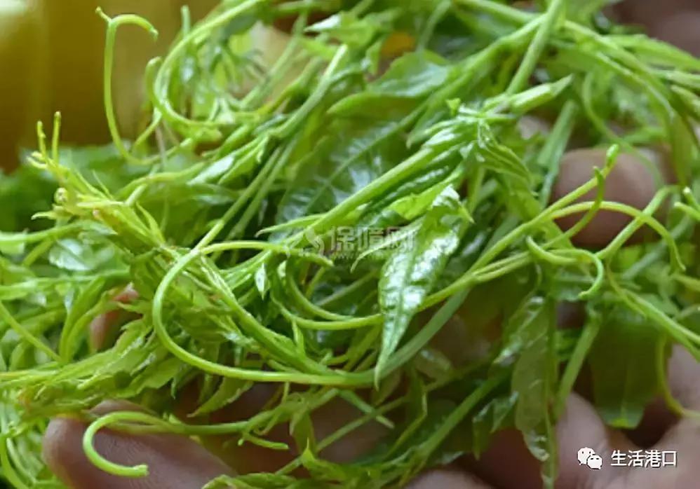 莓茶属于什么茶有什么功效与作用,莓茶与传统茶区别与功效