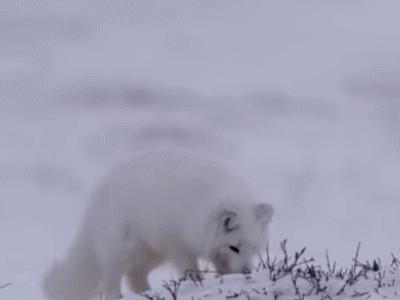 「辟谣」被写进课本的旅鼠自杀之谜，其实是迪士尼剪辑的谎言