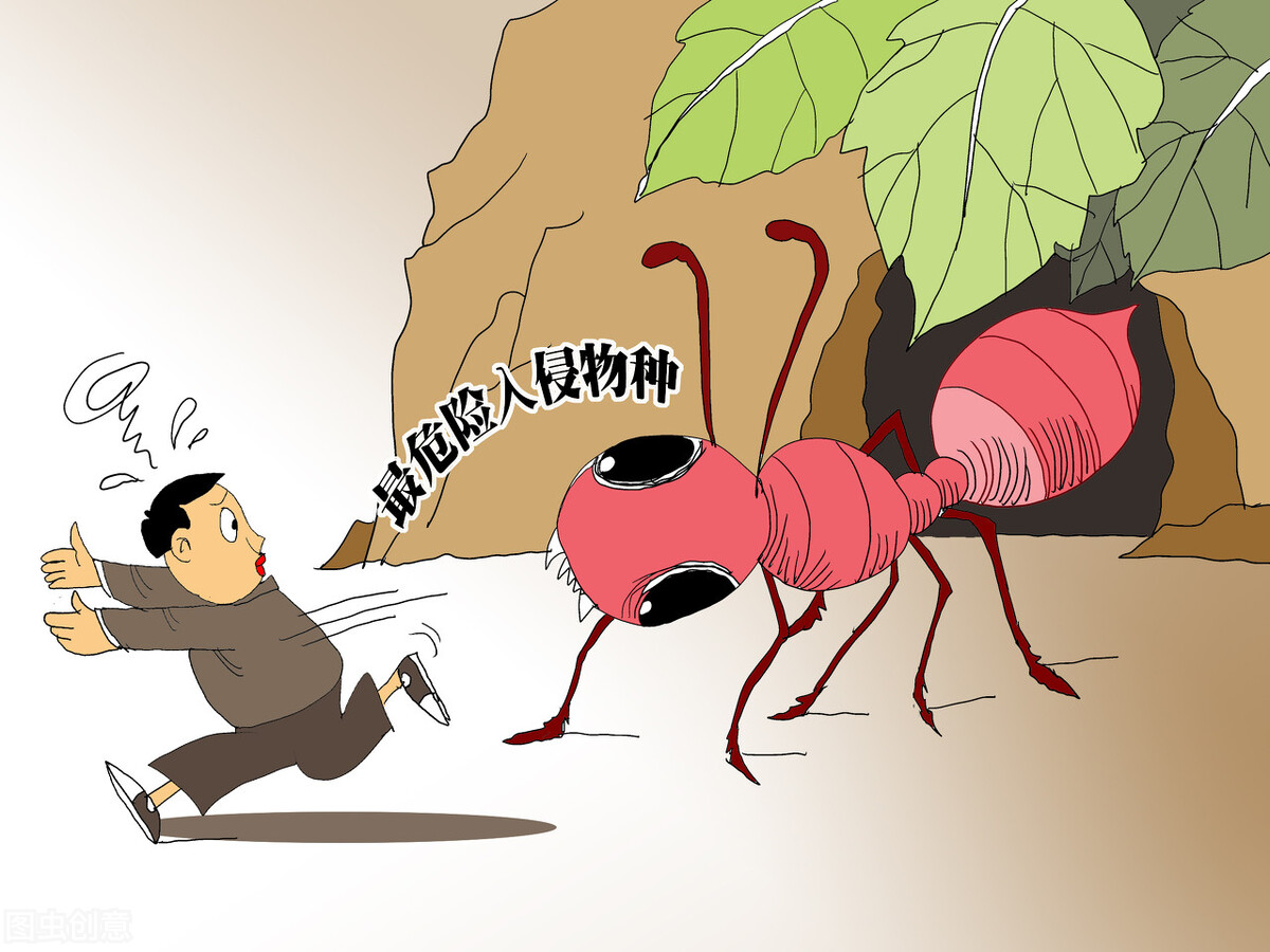 红火蚁入侵要小心专家帮你划重点,红火蚁已入侵12省份专家支招