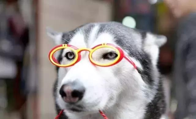 养哪个宠物比较划算又好养,适合新手养的宠物多少钱