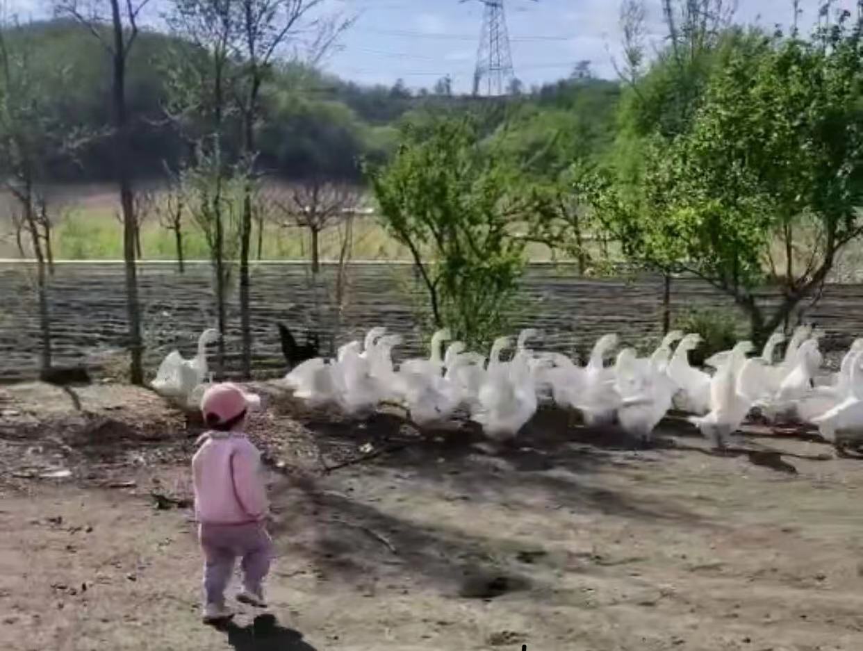 沈阳采摘樱桃园哪个最好玩,沈阳华仔大樱桃采摘园