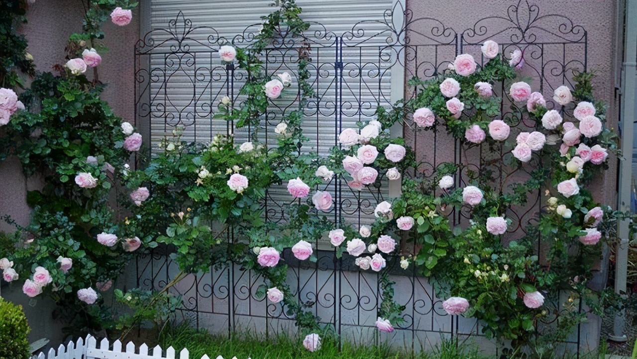 粉龙沙宝石月季花墙图片大全,多季开花深粉龙沙宝石爬藤月季