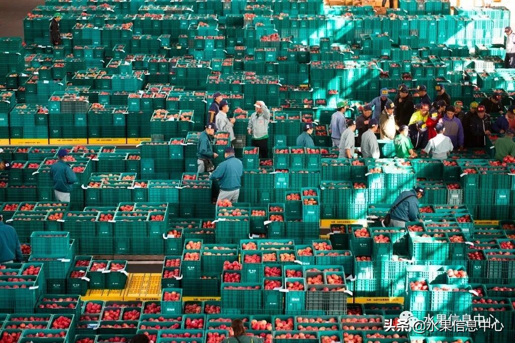 日本苹果种植现状,为什么日本苹果质量比中国的好