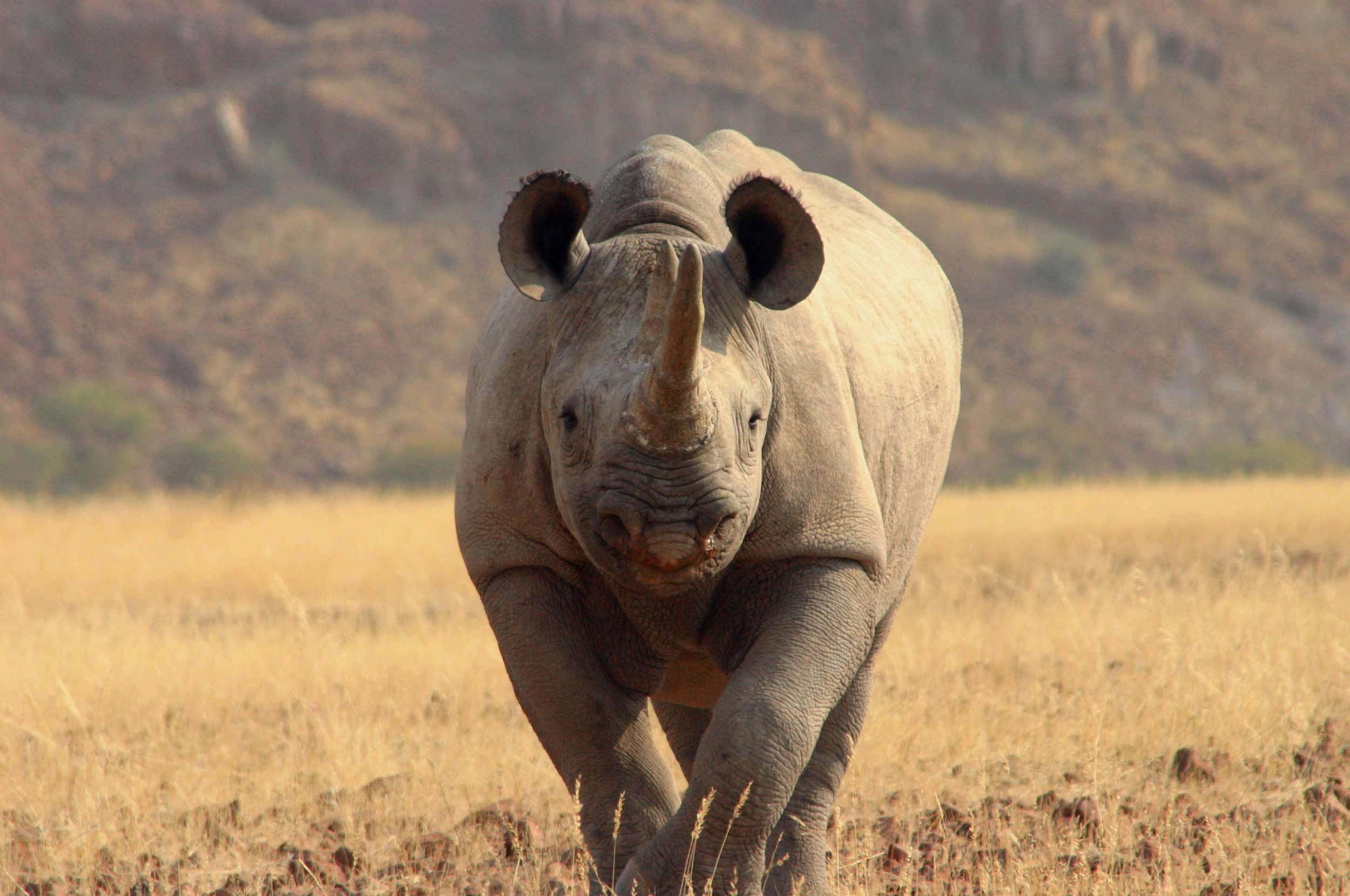 十大珍稀皮料,珍稀皮革