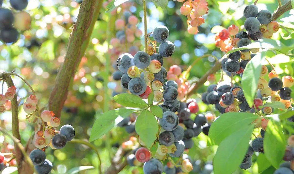 日本生态农业庄园,日本田园农场排行榜
