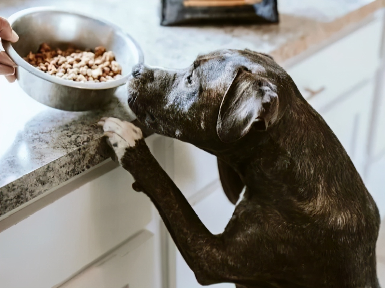 狗狗吃饭太急怎么办,狗狗吃得太急咬手怎么教