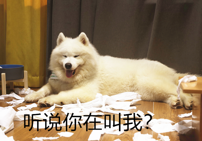 拉布拉多犬吃饭把碗吃个洞,拉布拉多叼着饭盆一脸不屑