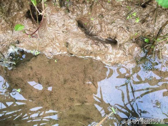 钓黄鳝的方法与注意事项,掌握四种钓法