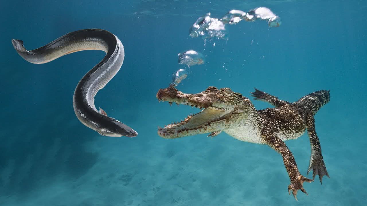 详解电鳗为何不会电死,电鳗和电鳗相互放电会不会被电死