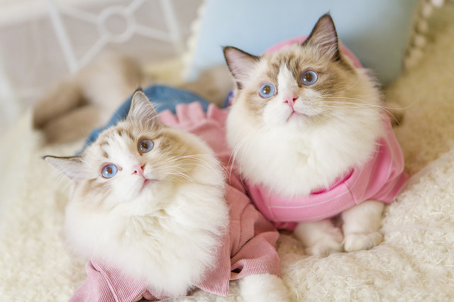 买猫如何避坑该问什么问题,新手买猫怎么防止骗人